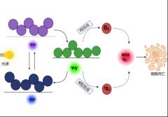 机制至今尚未完全